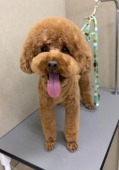 �����ᥢ�ե����å�