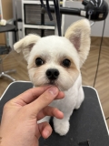 �ϥåԡ������Τޤ�ޤ륫�å�
