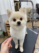 ݥ˥μƸå