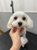 ѥƥ륫顼