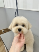 �ݥ�ס��Τդ��ꥫ�å�
