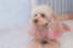 dog care salon charmer