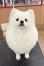 ���ߤߤ���󥢥��饷���åȡ�