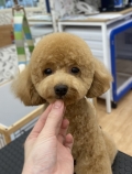 �ѥԡ��ƥǥ��٥����å�