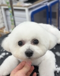 �ߥ˥ӥ����Τޤ�ޤ륫�å�