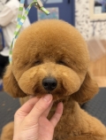 �礭��ޤ�ޤ륫�å�