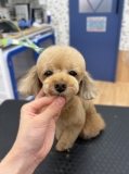 ��������Υԡ��ʥåĥ��å�