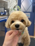 �פפ���Τޤ�ޤ�ƥǥ��٥����å�
