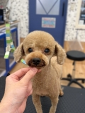 �����פ���Υԡ��ʥåĥ��å�