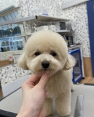 �դ���ƥǥ��٥����å�