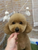 ふんわりテディ