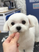 �ޥ�������Τդ��ꥫ�å�
