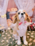 �ȥ�ߥ󥰥����ƥ�����LUNA���Ⱦͻ�...