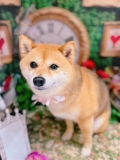 �ȥ�ߥ󥰥����ƥ�����LUNA���Ⱦͻ�...