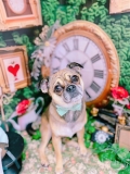 �ȥ�ߥ󥰥����ƥ�����LUNA���Ⱦͻ�...