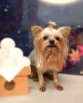 �ߥ˥ե륳����
