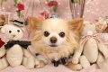 �ڥåȥ����󥬡��ǥ�