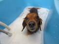 ȥߥ󥰹˼Shampoo