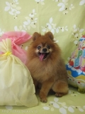 ȥߥ󥰹˼Shampoo
