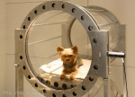 Trimming  Happylife  WAG STYLE