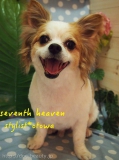 Seventh Heaven