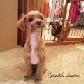 Seventh Heaven
