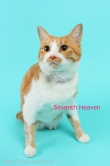 Seventh Heaven