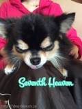 Seventh Heaven