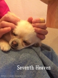 Seventh Heaven
