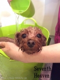 Seventh Heaven