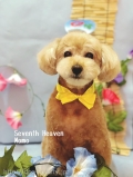 Seventh Heaven
