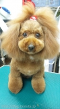CharmyPoo