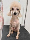 �볦���å��ꤪ���������å�