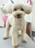 �ߥ˥ޥå���롼�५�å�
