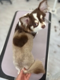 �����äפꡢ�����ʥ饤���󤵤�
