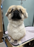 �����륷�������å�