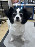 û��ʥ����륹������