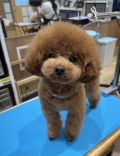 �դ���ס��ɥ륹������
