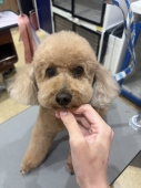�����륷�����Υס��ɥ����󥫥å�