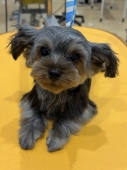 �衼���������դ��ꥫ�å�