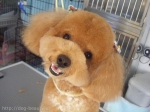 Dog's Shampoo APRICOT