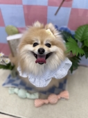 こたろうくんのお尻カット
