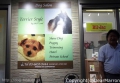 Dog Salon Terrier Style