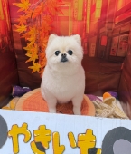 ころまるカット