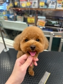 目元スッキリ!まんまるベアカット