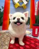 さっぱりチアちゃんカット!