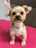 ヨーキーのスッキリカット