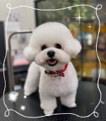 ビションちゃんの耳ポコカット