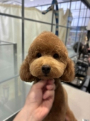 ソフトモヒカンカット