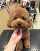 ふんわりテディ